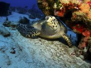 Hawksbill sea turtle resting under reef — Stock Photo