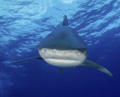 Tubarão-branco-oceânico perto das Bahamas — Fotografia de Stock
