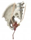 Анатомія людського таза і чоловічий сечовий міхур — стокове фото