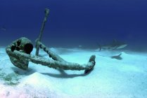 Ancre à Treasure Wreck avec requin de récif — Photo de stock