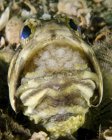 Jawfish with brood of incubating eggs in mouth — Stock Photo