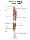 Illustrazione dei muscoli anteriori della gamba — Foto stock