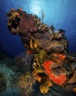 Colorful reef scene with sunburst — Stock Photo