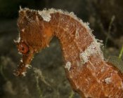 Помаранчевий seahorse поблизу Уест-Палм-Біч — стокове фото