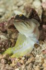 Gold-specs jawfish on reef — Stock Photo
