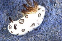 Nudibranch alimentando-se de esponja — Fotografia de Stock