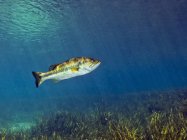 Persico trota nuoto sopra fondo erboso — Foto stock