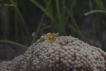 Gamberetti di popcorn all'anemone — Foto stock