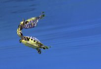 Map Turtle surfacing for air — Stock Photo