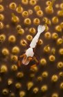 Emperor shrimp on orange sea cucumber — Stock Photo
