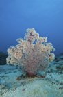 Разноцветный дендронефтия мягкий коралл — стоковое фото