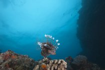 Загальні lionfish, плавання на лагуну Бека — стокове фото