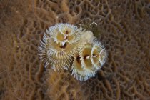 Елочный червь в твердых кораллах — стоковое фото