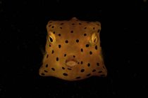 Boxfish manchado de amarelo e preto — Fotografia de Stock