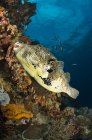 Map Pufferfish over coral reef — Stock Photo