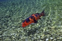Ciao Utsuri koi pesce nuotare sul fondo — Foto stock