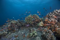 Estudar peixes e corais anthias — Fotografia de Stock