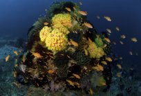 Рифовая сцена с кораллами и рыбой — стоковое фото