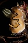 Chromodoris coi морской слизень — стоковое фото
