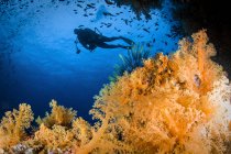 Taucher schwimmt über Korallenriff — Stockfoto