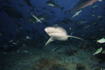 Лимонная акула, плавающая через стаю рыб — стоковое фото