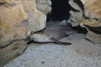 Tubarão-leopardo no fundo arenoso — Fotografia de Stock