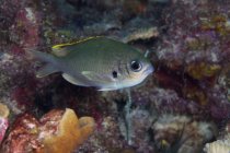 Pesce cromo bruno — Foto stock