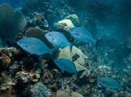 Bermuda Chubs nadando sobre recifes de corais — Fotografia de Stock