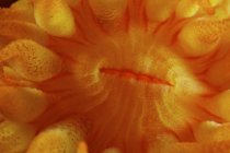 Жовтий трубки кораловий поліп рот — стокове фото