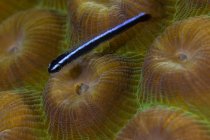 Goby fish on coral — Stock Photo