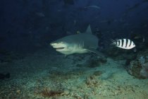 Лимонная акула перед дайвером — стоковое фото