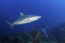 Tubarões-recifes caribenhos nadando ao longo do recife — Fotografia de Stock