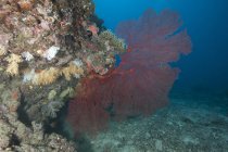 Grand ventilateur de mer gorgone rouge — Photo de stock