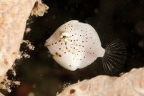 Крихітна біла рибка з чорними плямами — стокове фото