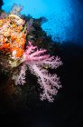 Morbido paesaggio marino in corallo — Foto stock