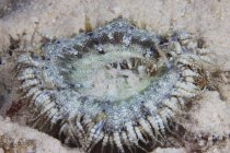 Sand anemone closeup shot — Stock Photo