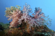 Colorful dendronephthya soft coral — Stock Photo