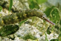 Scribbled pipefish with pink snout — Stock Photo