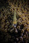 Gobie à la menthe poivrée sur corail — Photo de stock