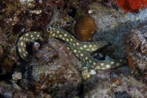 Anguille à queue fine sur le récif corallien — Photo de stock