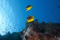 Pair of racoon butterflyfish — Stock Photo
