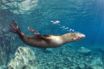 Морський лев дме бульбашки — стокове фото