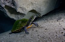 Peninsula Cooter turtle looking up — Stock Photo