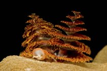 Christmas tree worms on coral — Stock Photo