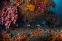 Dendronephthya corais moles e peixes — Fotografia de Stock