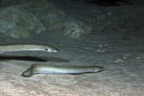 Par de anguilas americanas en fondo arenoso - foto de stock