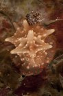 Halgerda batangas sea slug — Stock Photo