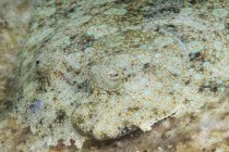 Pfauenflunder getarnt auf dem Meeresboden — Stockfoto