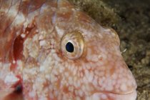Stoplight parrotfish head — Stock Photo
