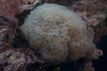 Блуждающий морской анемон в заливе Бека — стоковое фото